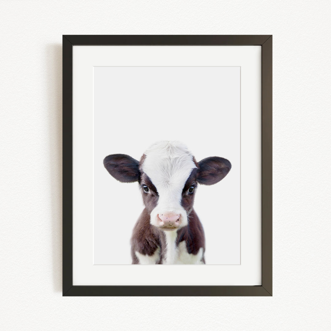 A framed image of a cute, white and brown calf with large eyes and a pink nose, looking directly at the camera.