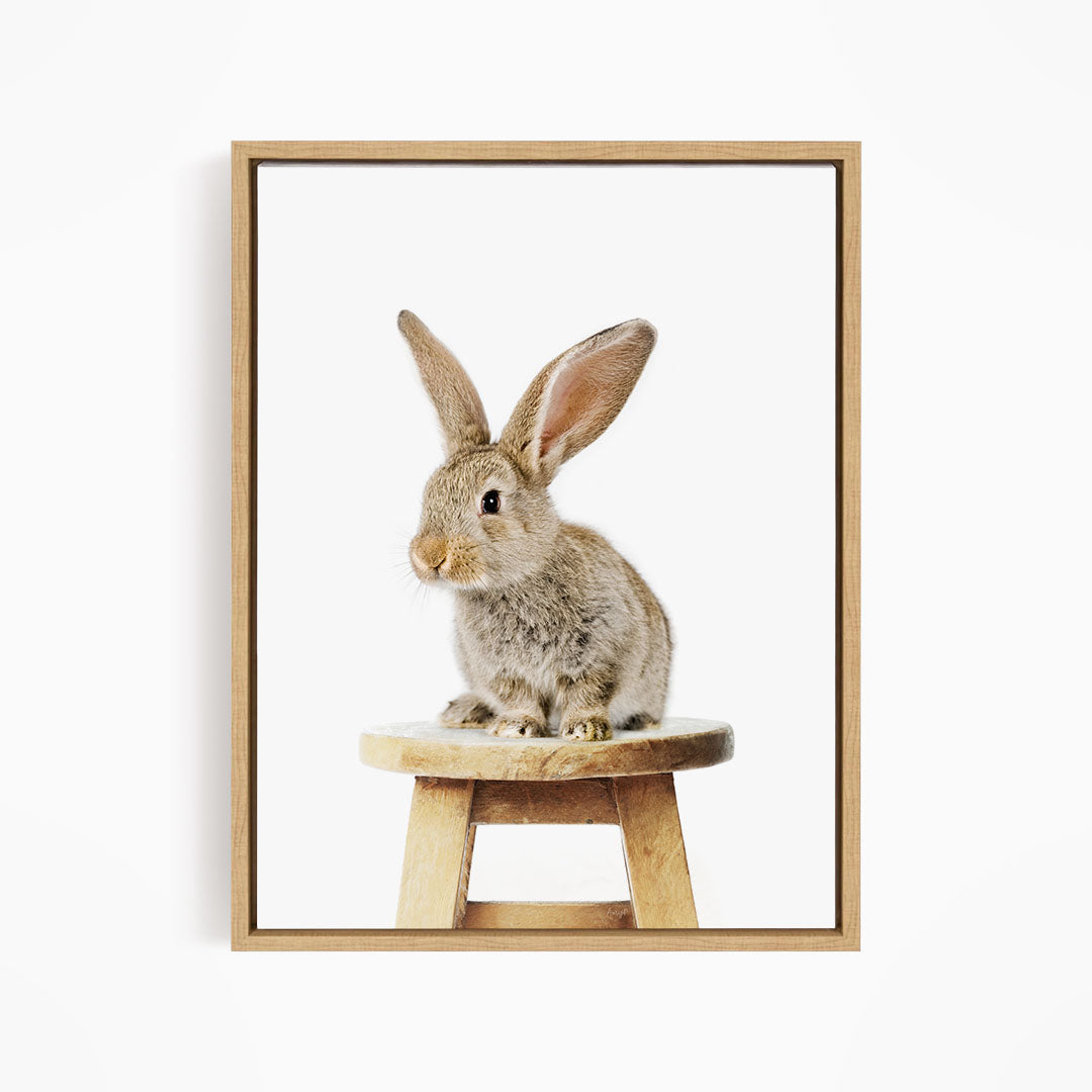 A cute, fluffy rabbit sits on a wooden stool, looking directly at the camera.