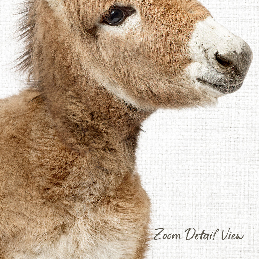 A close-up of a donkey's head, with its distinctive features such as its large eyes, long mane, and thick fur clearly visible.