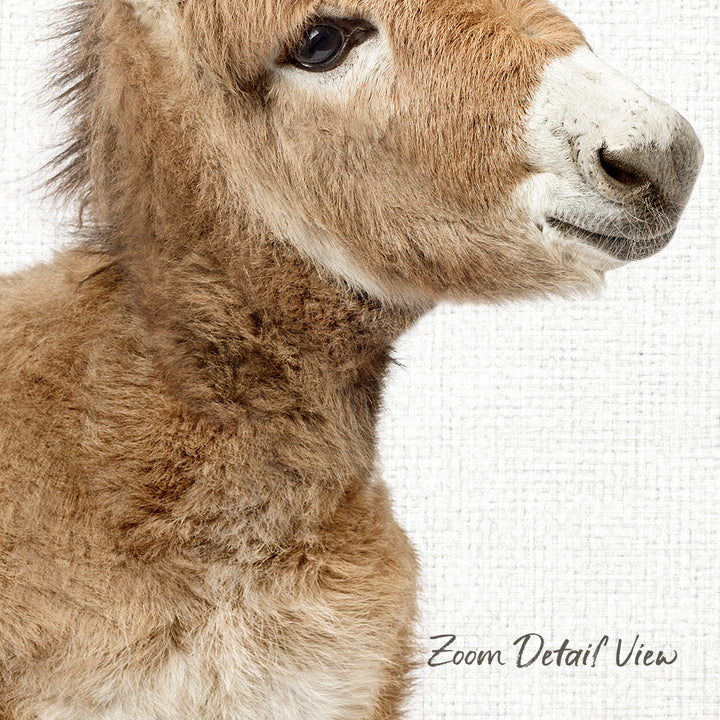A close-up of a donkey's head, with its distinctive features such as its large eyes, long mane, and thick fur clearly visible.