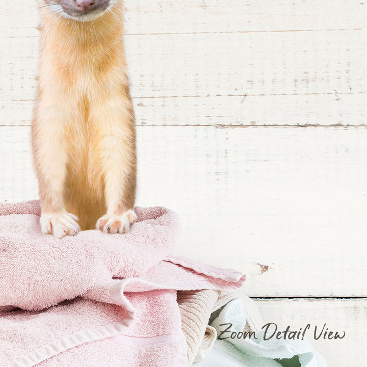 A small orange and white cat sitting on a pink towel against a white wooden background.