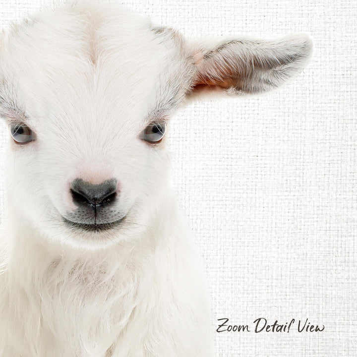 A close-up portrait of a white lamb with large eyes and a black nose, looking directly at the camera.