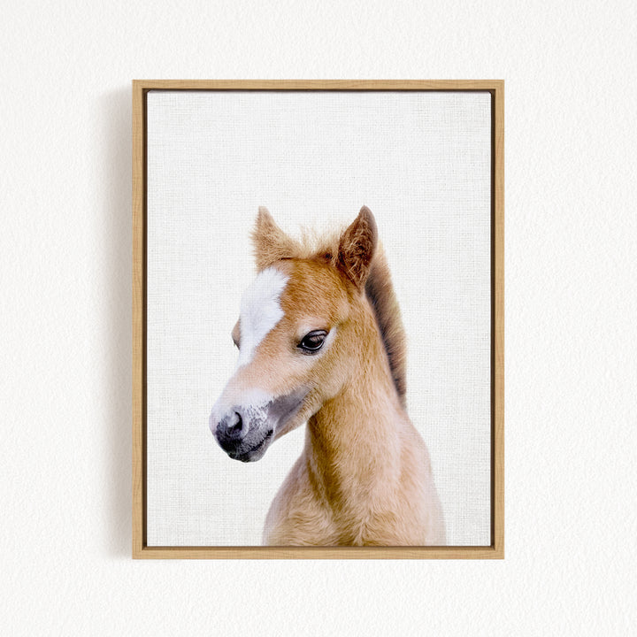 A framed photograph of a young horse with a white blaze on its face, looking directly at the camera.