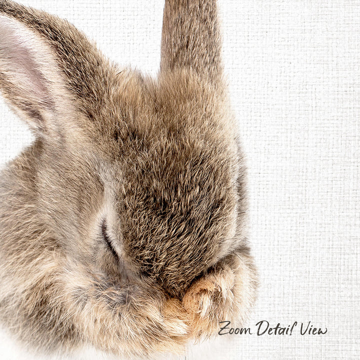 A close-up image of a rabbit's head, with its eyes closed and its head resting on its paws, against a plain white background.