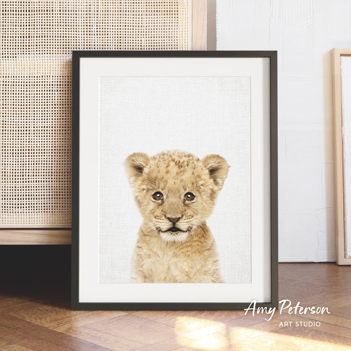 A framed photograph of a young lion cub with a white background.