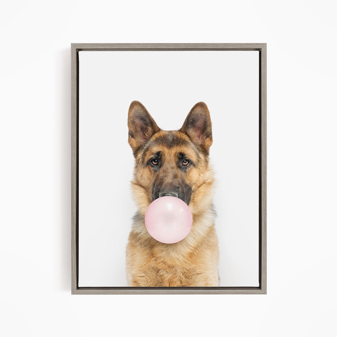 A German Shepherd dog is blowing a pink bubble gum bubble with its mouth.