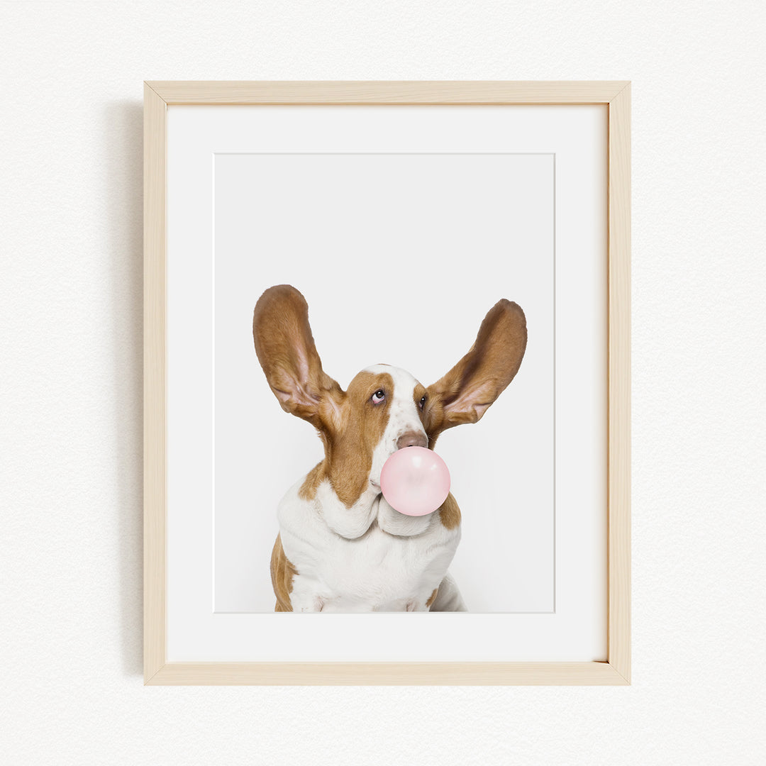 A brown and white dog with large ears is blowing a bubble with a pink bubble gum bubble.