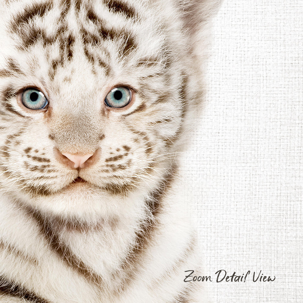 A close-up portrait of a young tiger cub with striking blue eyes and a soft, fluffy white fur coat.