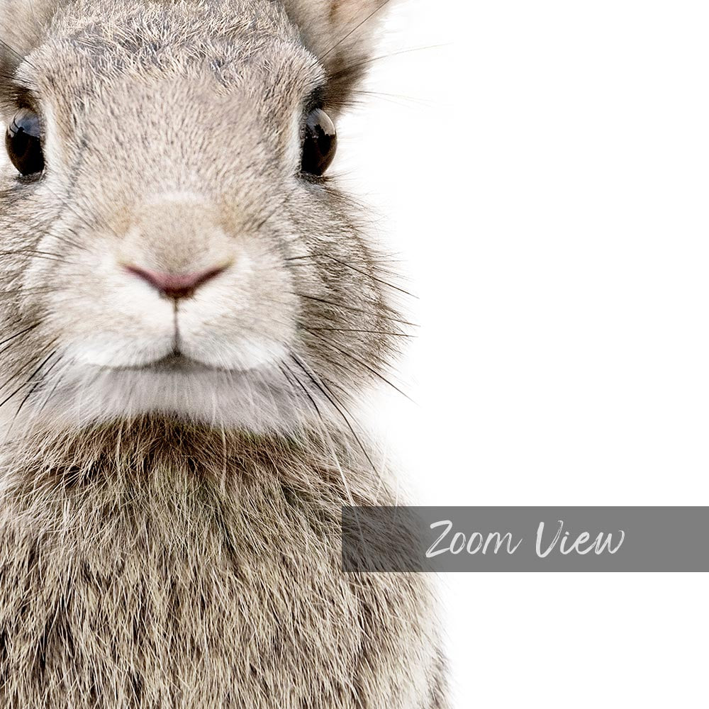 a close up of a rabbit's face with a white background