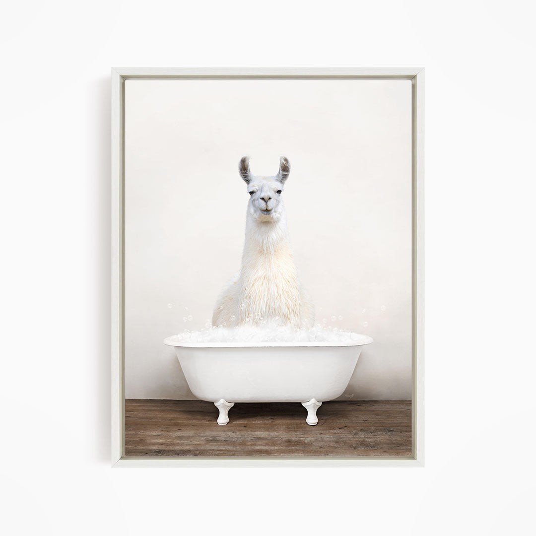 A white llama sitting in a white bathtub filled with bubbles.