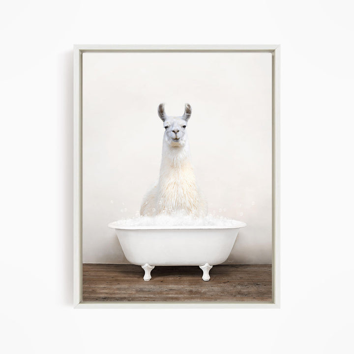 A white llama sitting in a white bathtub filled with bubbles.