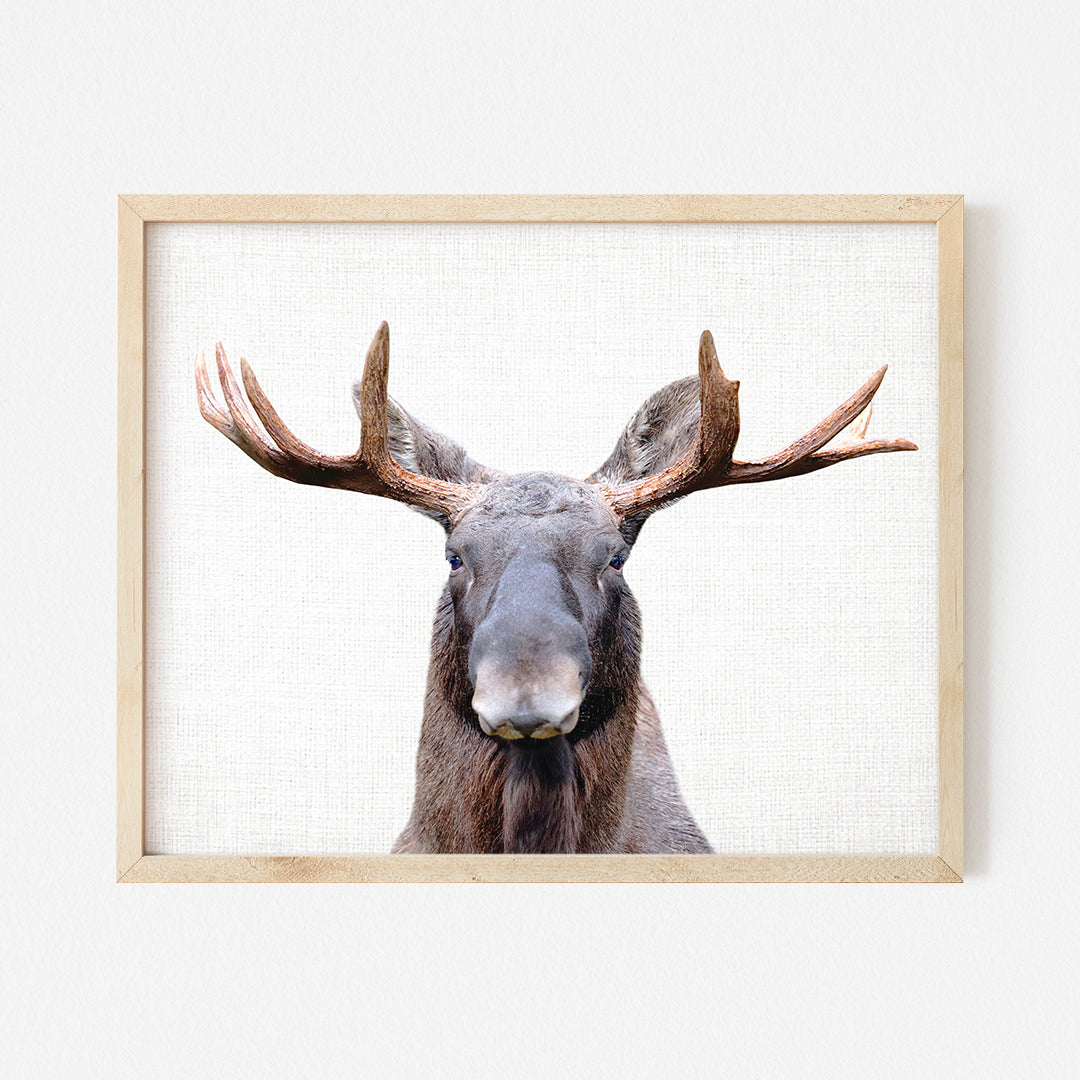 a picture of a moose with antlers on it's head