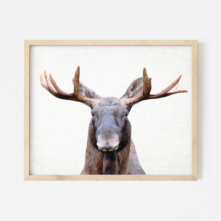 a picture of a moose with antlers on it's head