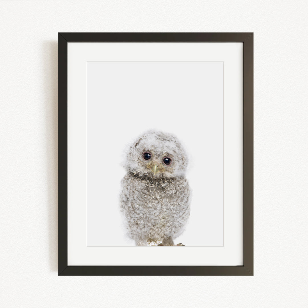 A framed photograph of a baby owl with a white and gray color scheme.