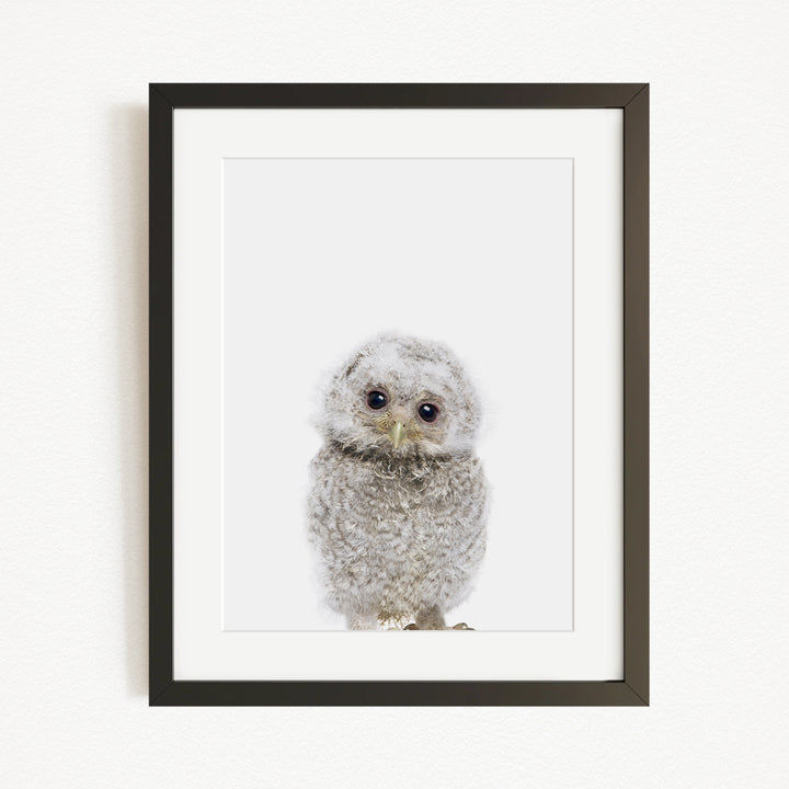 A framed photograph of a baby owl with a white and gray color scheme.