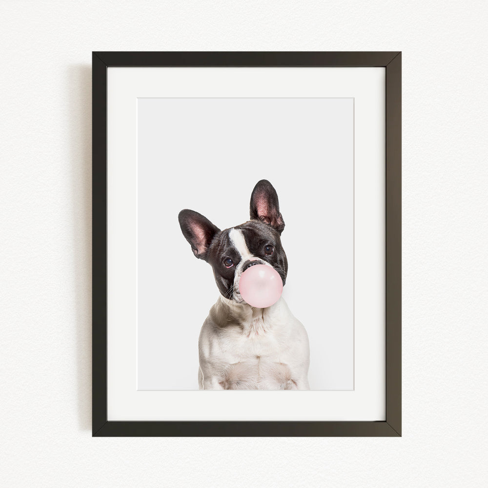 A black and white dog with a pink bubble gum bubble in its mouth, looking directly at the camera.