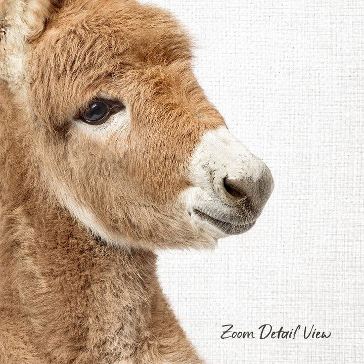 A close-up portrait of a donkey's face, with its distinctive features such as the large eyes, long nose, and fluffy fur clearly visible.