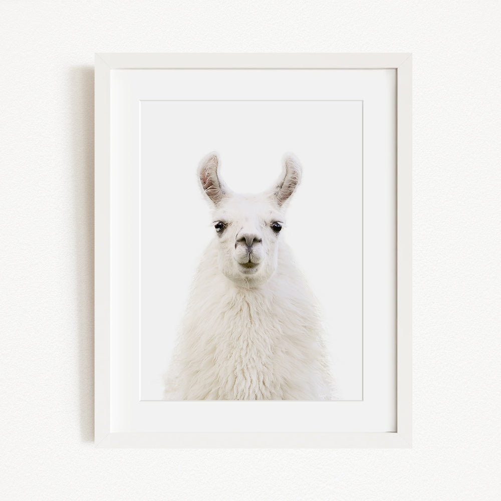 A white llama with large ears and a small nose is the main subject of the framed photograph.