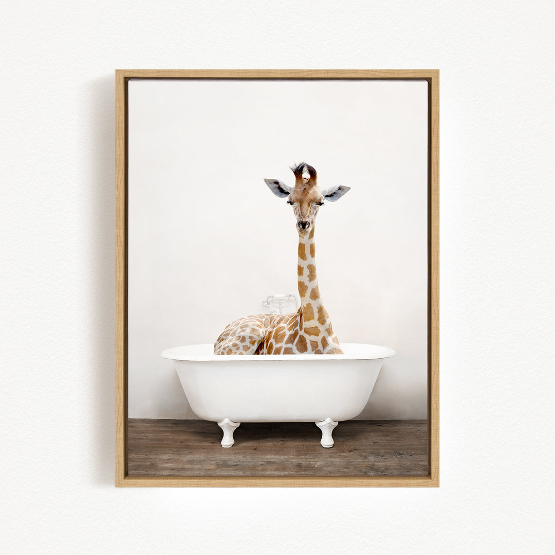 A giraffe is sitting in a white bathtub, with its head raised and looking directly at the camera.