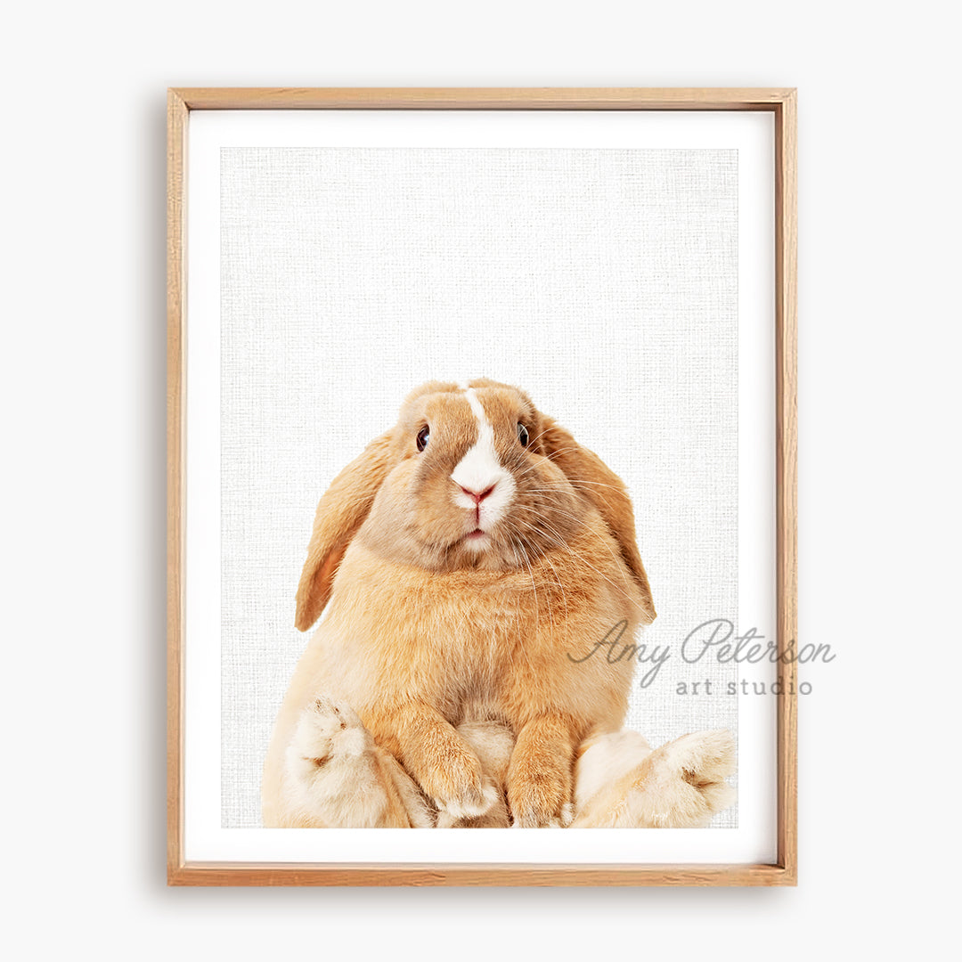 a picture of a brown bunny rabbit sitting in front of a white background