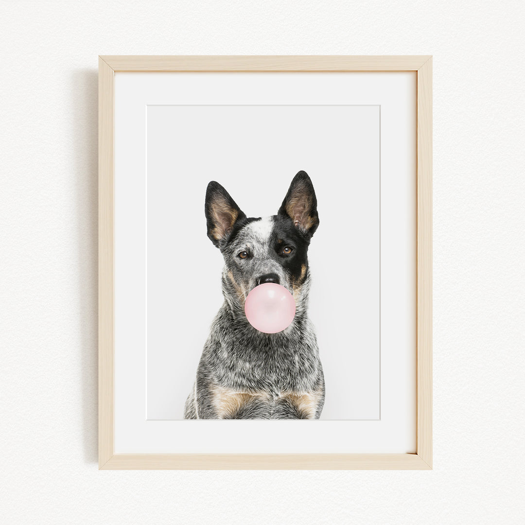 A black and white dog with a pink bubble gum bubble in its mouth, looking directly at the camera.