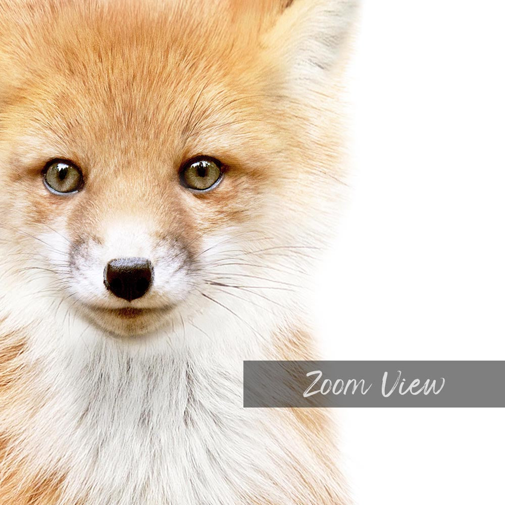 a close up of a fox's face with a white background