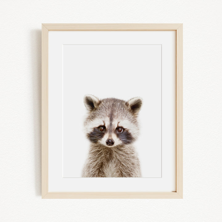 A raccoon peering directly at the camera in a framed print.