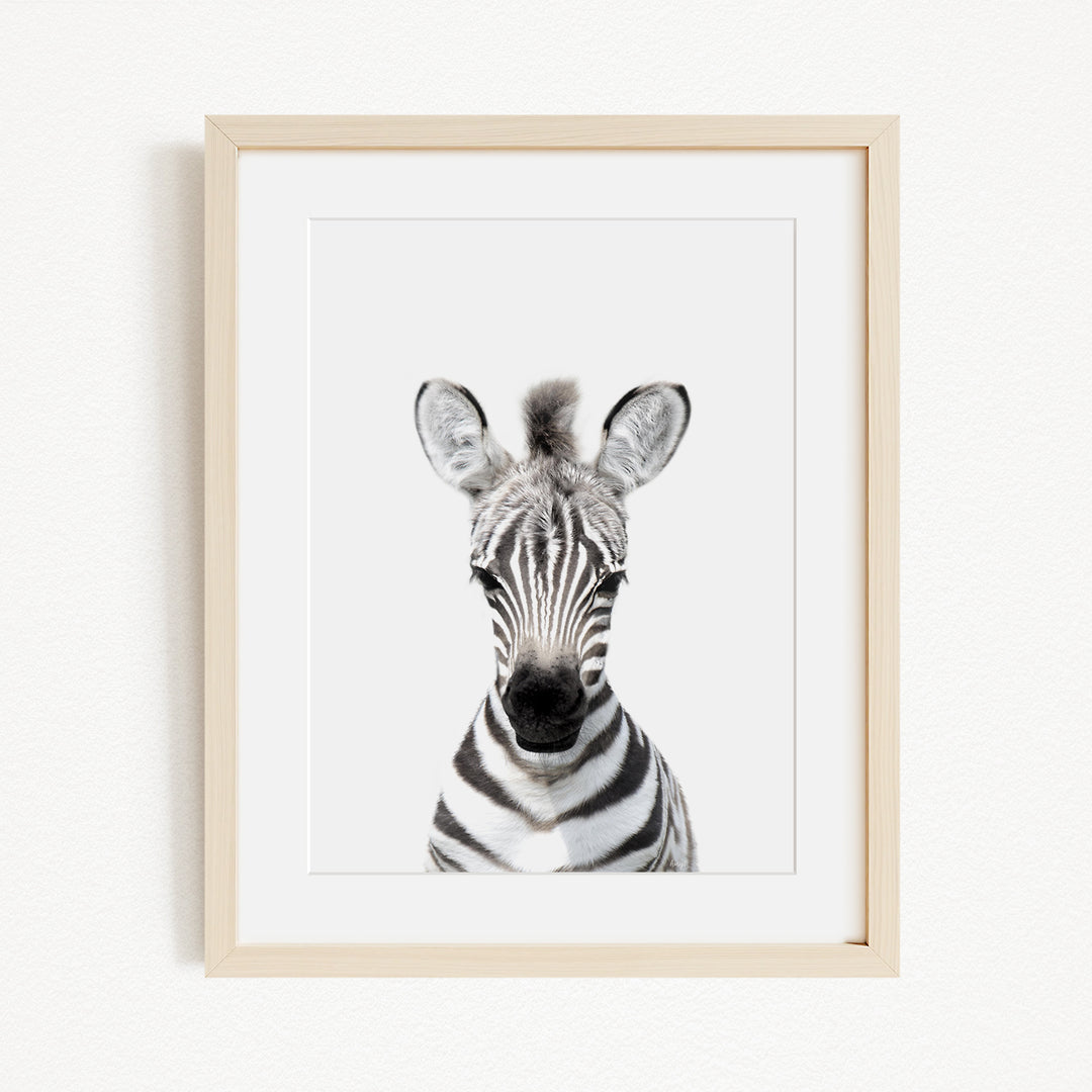 A framed photograph of a zebra's head, with its distinctive black and white striped pattern clearly visible.