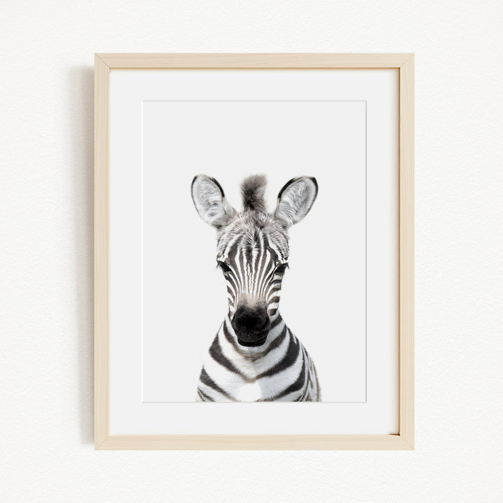A framed photograph of a zebra's head, with its distinctive black and white striped pattern clearly visible.