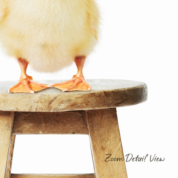 A small, fluffy duck standing on a wooden stool.