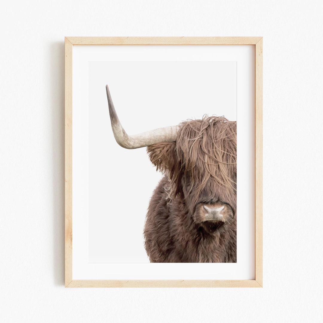 a picture of a bull with very long horns
