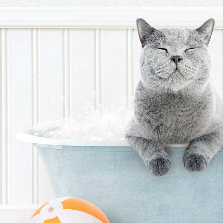 a gray cat sitting in a bathtub with bubbles