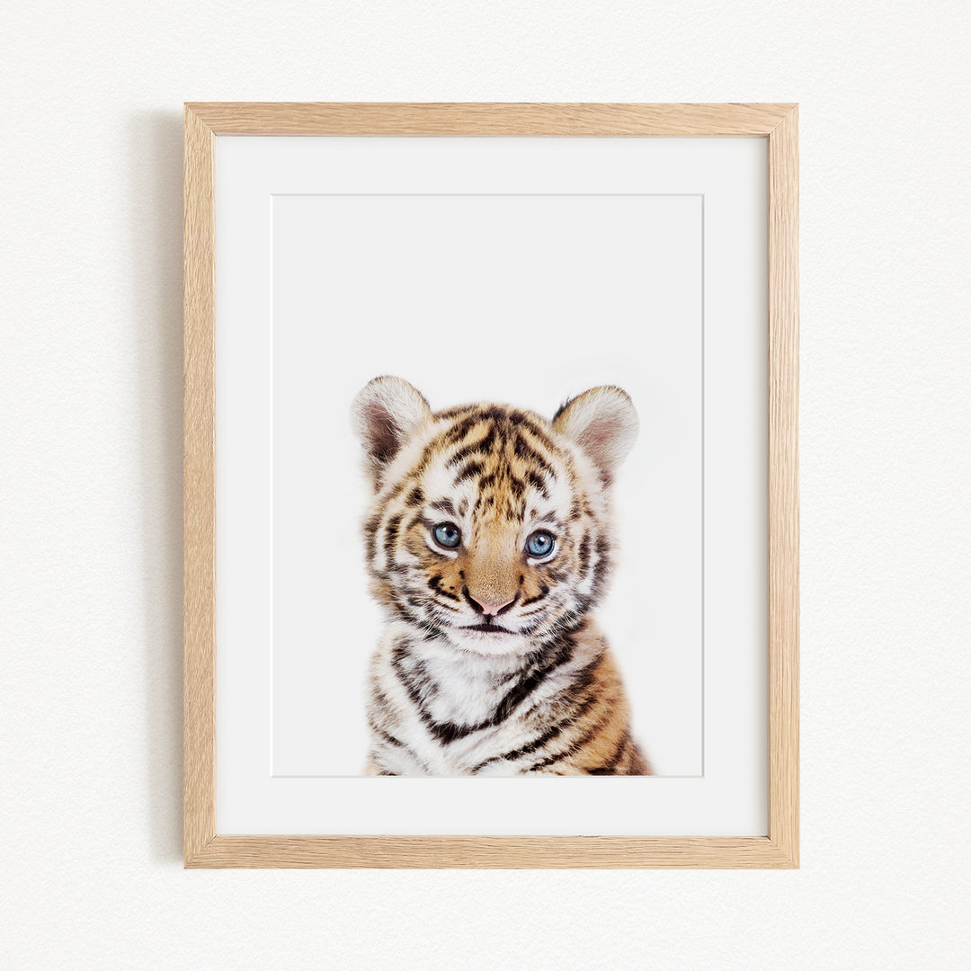 A young tiger cub with striking blue eyes is the focal point of the framed photograph, which is hung on a white wall.