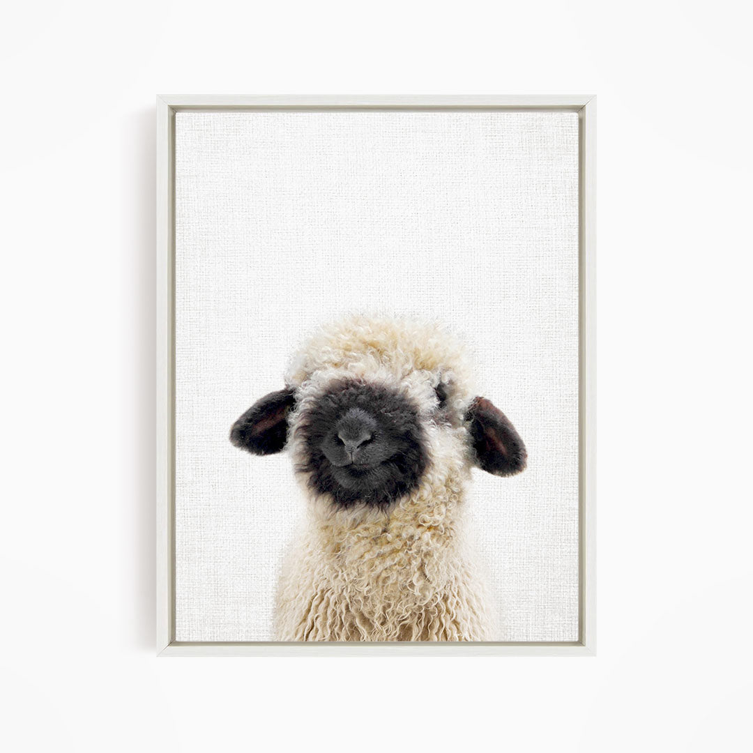 A fluffy white sheep with black markings on its face and ears is the main subject of the image.