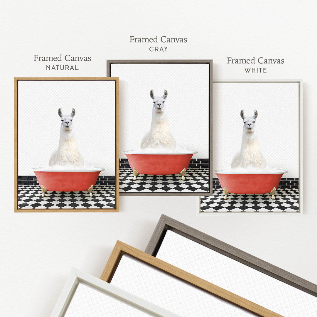 a framed picture of a llama sitting in a red bathtub, with three different colored frames displayed below it.