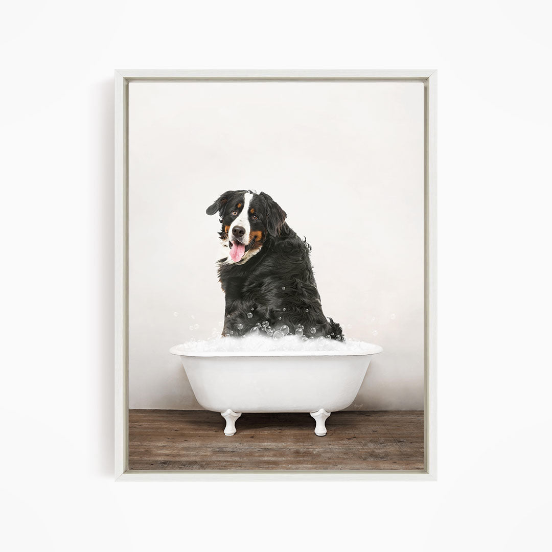 A Bernese mountain dog sitting in a white bathtub filled with water, with bubbles around it.