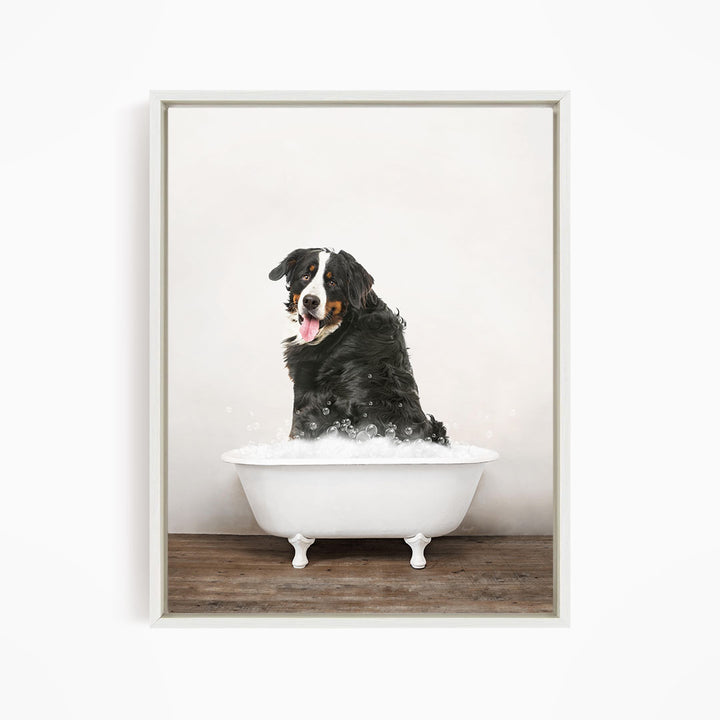 A Bernese mountain dog sitting in a white bathtub filled with water, with bubbles around it.
