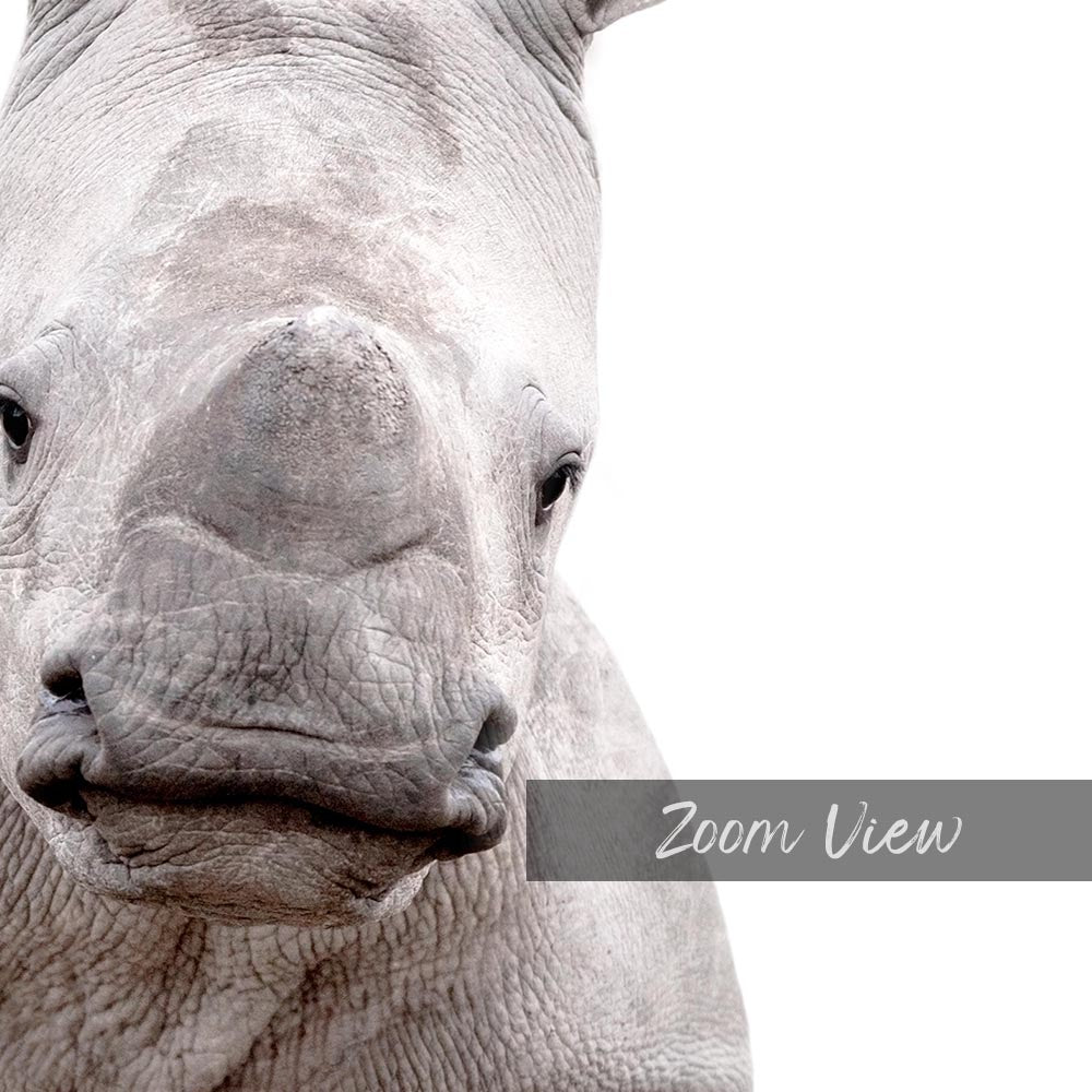 a close up of a rhino's face with a white background