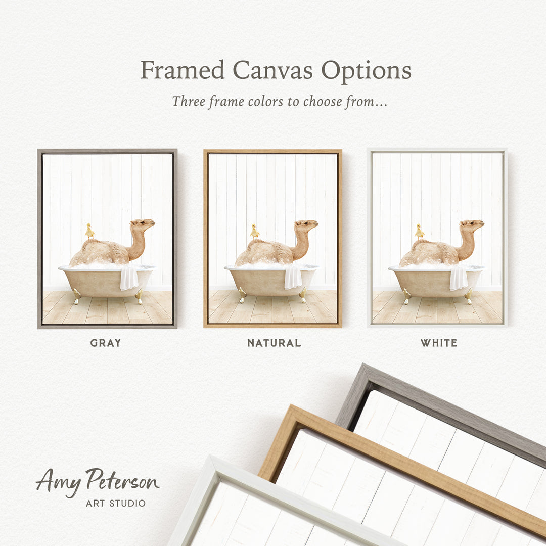 The image is a framed canvas option showcasing three different frame colors: gray, natural, and white. The canvas features a camel sitting in a bathtub, with the camel's image displayed in each frame.
