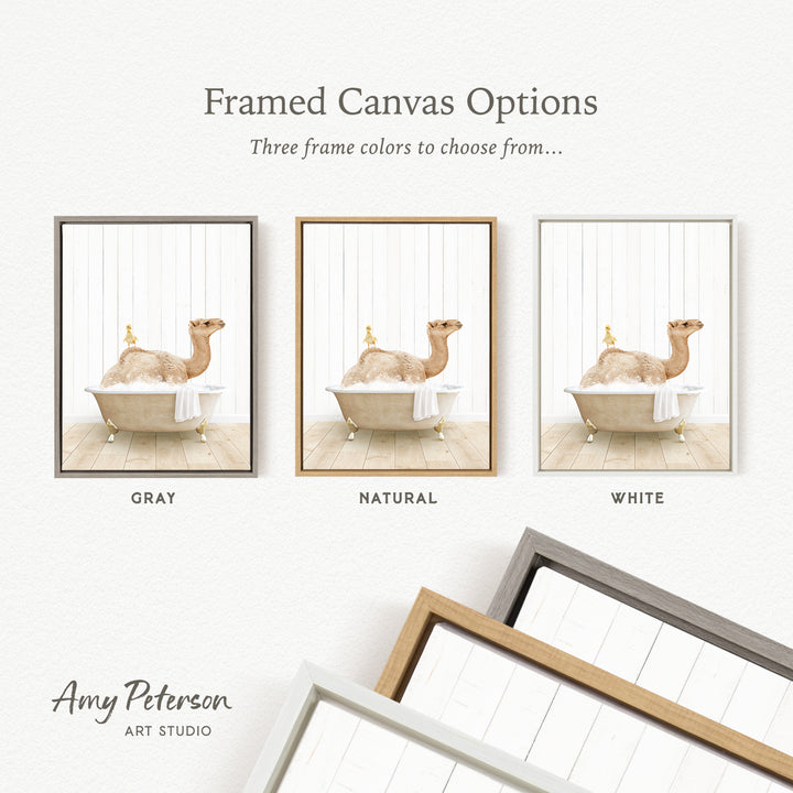 The image is a framed canvas option showcasing three different frame colors: gray, natural, and white. The canvas features a camel sitting in a bathtub, with the camel's image displayed in each frame.