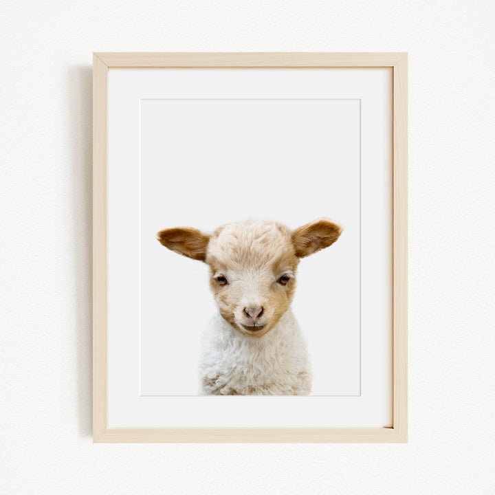 A framed image of a cute lamb with a friendly expression, looking directly at the camera.