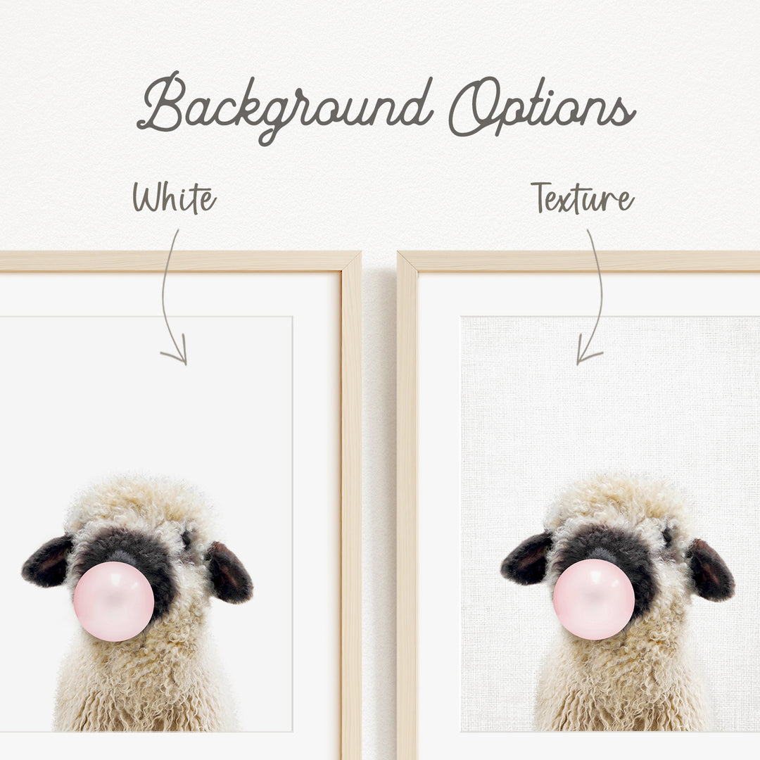 a fluffy white sheep blowing a bubble with a pink bubblegum bubble.