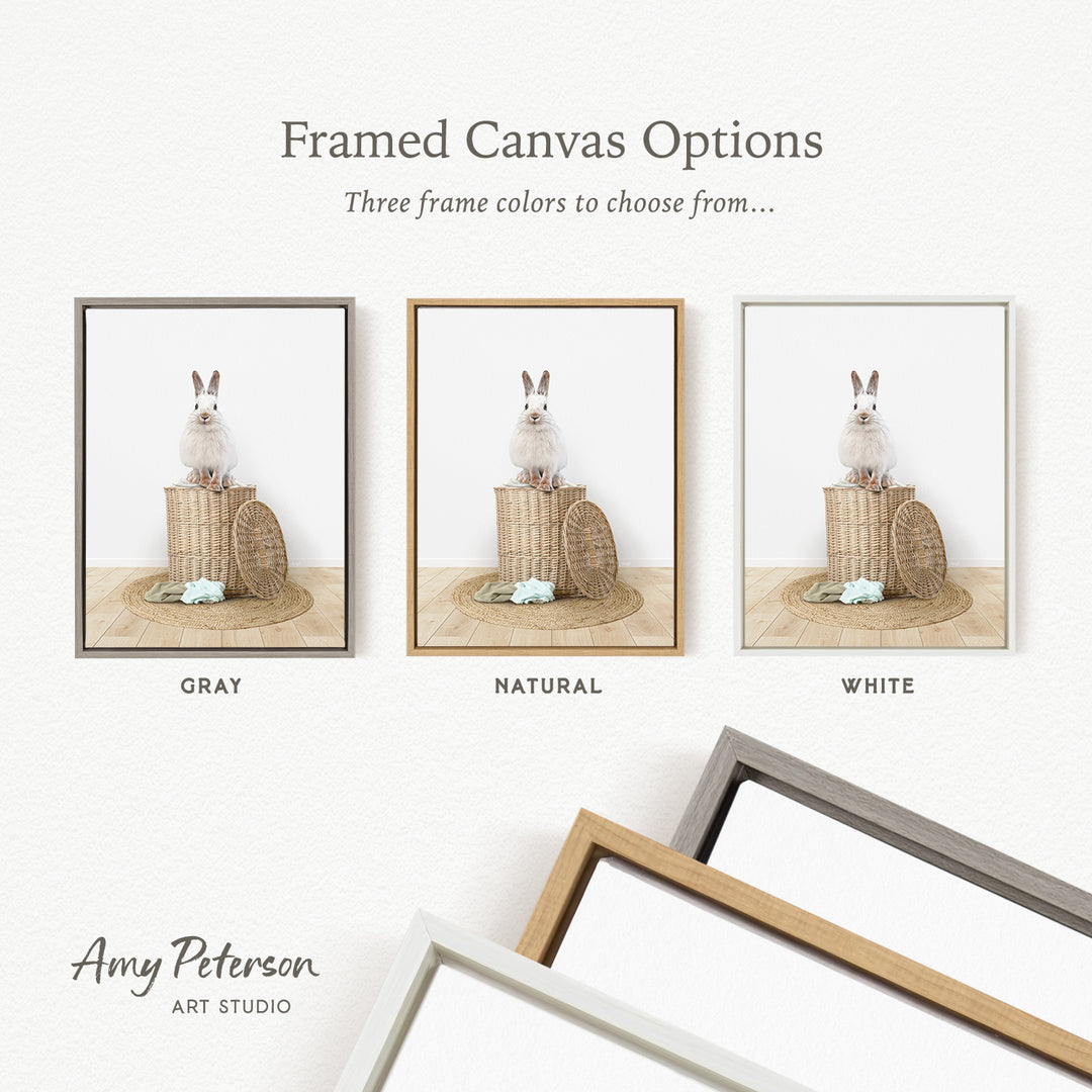 three framed canvas options, each featuring a different color: gray, natural, and white. The text above the images reads " framed Canvas Options" and "Three frame colors to choose from...". The bottom of the image includes the text " Amy Peterson ART STUDIO".