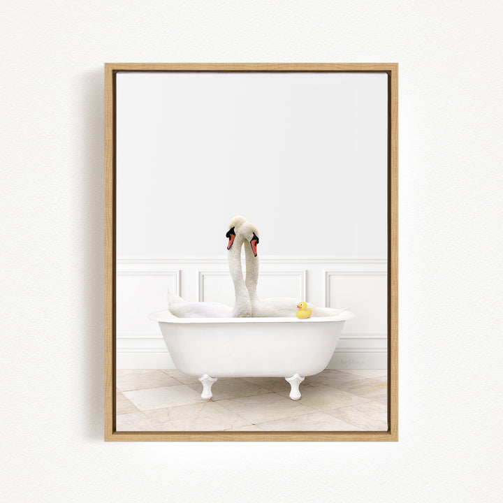 Swans in Modern Bath