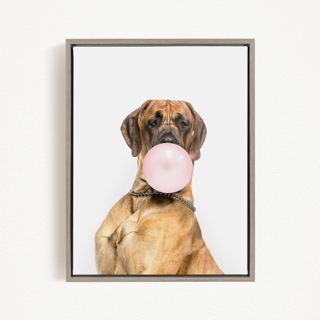 A brown dog with a pink bubble gum bubble in its mouth, wearing a chain collar, and looking directly at the camera.