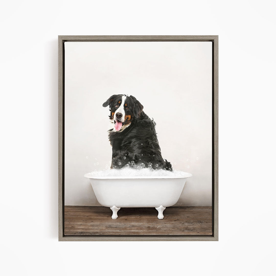 A Bernese mountain dog sitting in a white bathtub filled with bubbles, looking directly at the camera with its tongue out.