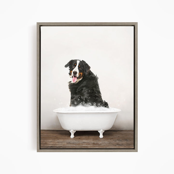 A Bernese mountain dog sitting in a white bathtub filled with bubbles, looking directly at the camera with its tongue out.