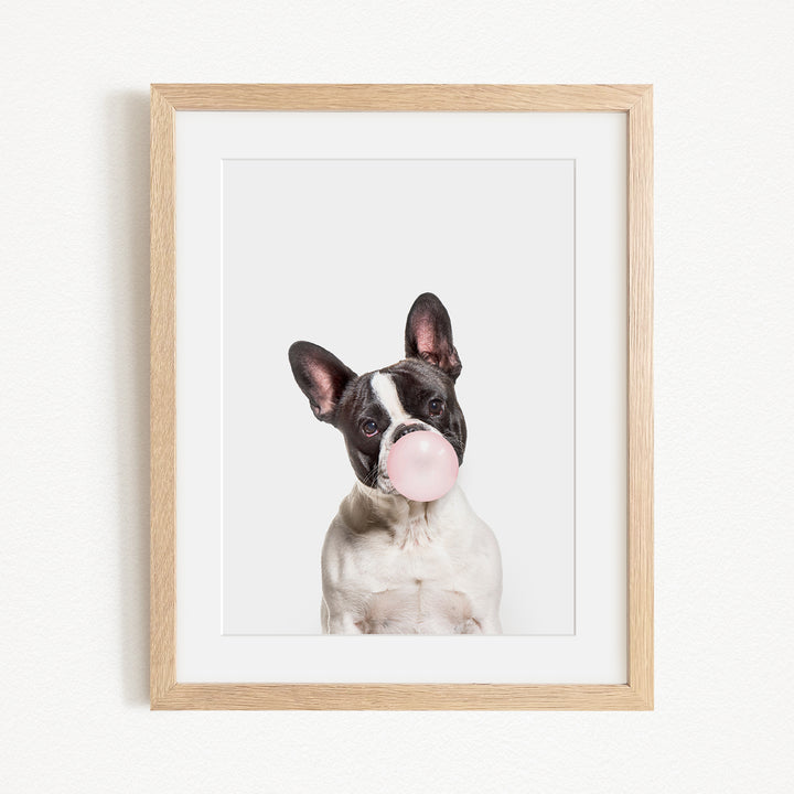 A black and white dog with a pink bubble gum bubble in its mouth, looking directly at the camera.