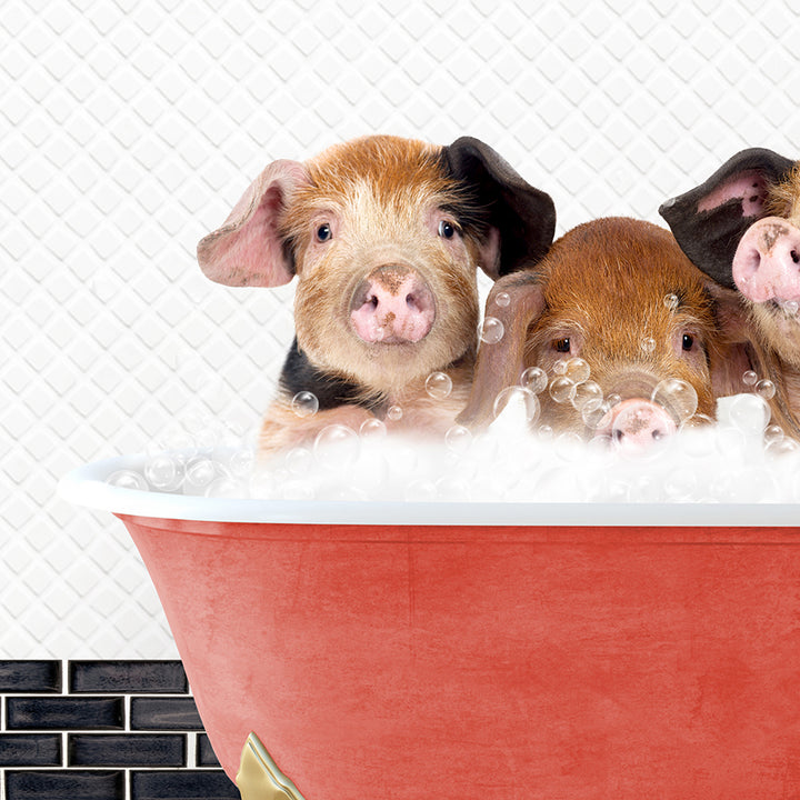 a group of three pigs sitting in a bathtub