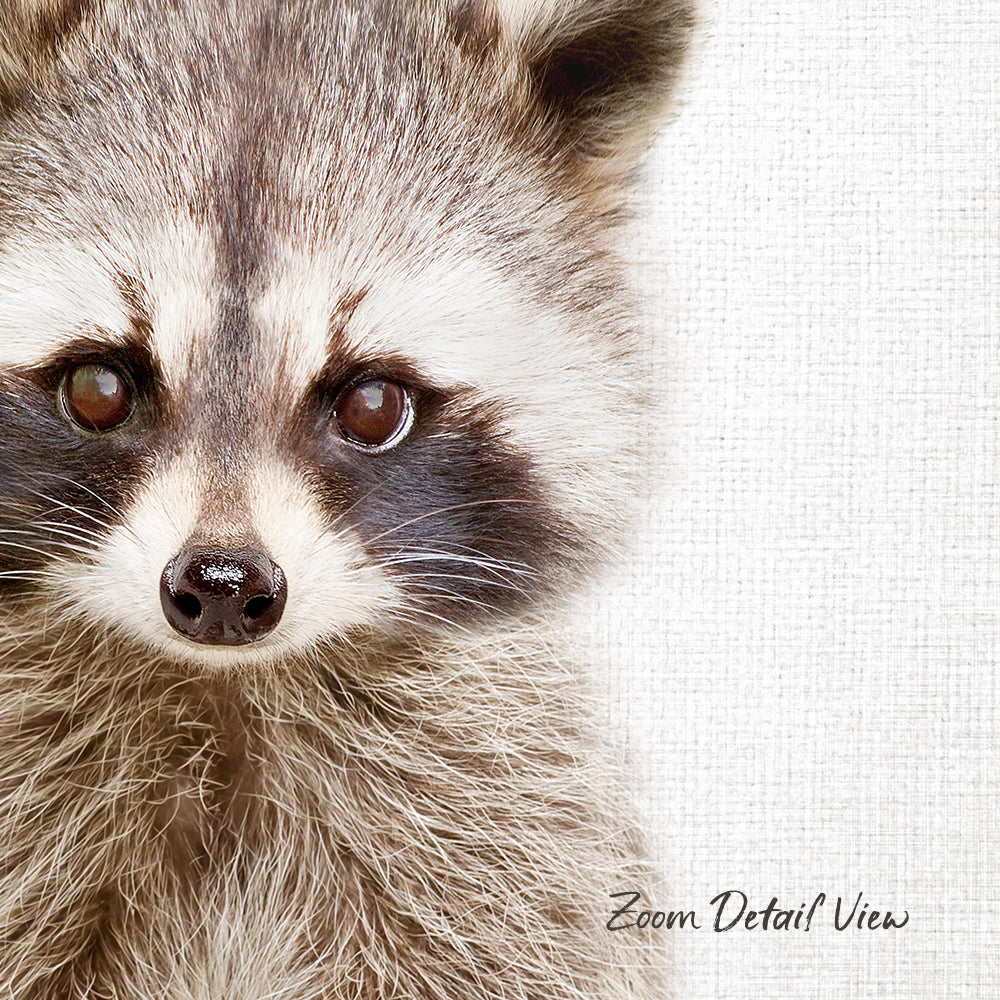 A close-up portrait of a raccoon with its distinctive facial features, including its large eyes and a small nose, against a plain white background.